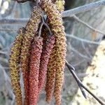 Alnus glutinosa Blüte