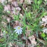 Moehringia ciliata Flower