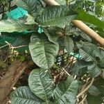 Petrea volubilis Leaf