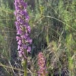 Gymnadenia conopseaFlower