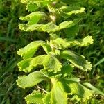 Plectranthus amboinicus Foglia