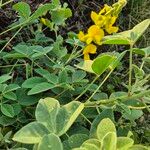 Crotalaria goodiiformis Φύλλο