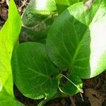 Bergenia crassifolia Folio