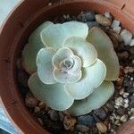 Aeonium aureum Φύλλο