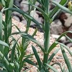 Linaria simplex Hostoa