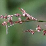 Scleria gaertneri Froito