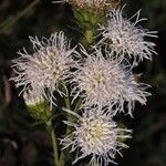 Liatris scariosa फूल