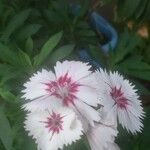 Dianthus plumarius പുഷ്പം
