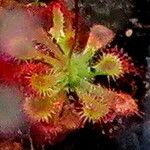 Drosera spatulata 葉