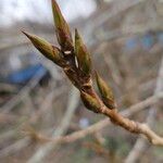 Populus nigra Other