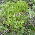 Oxalis dillenii Habitus