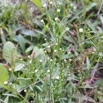 Erigeron canadensis অভ্যাস