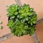 Sedum hernandezii Foglia