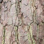 Pinus taeda Bark