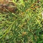 Tamarix gallica Leaf