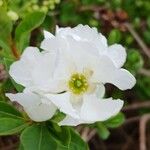 Exochorda racemosa Flor