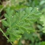 Selaginella pulcherrima Leaf