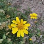 Glebionis coronaria Flors