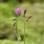 Drosera capensis Květ