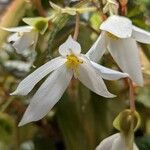 Begonia boliviensis Квітка