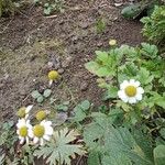 Tanacetum parthenium Fiore