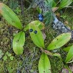 Clintonia borealisFruit