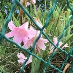 Amaryllis belladonnaFiore