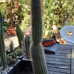 Cleistocactus hyalacanthus Pokrój