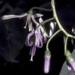 Solanum endopogon Flower