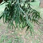 Afrocarpus gracilior Feuille