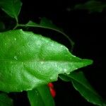 Crossopetalum enervium Leaf