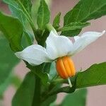 Solanum pseudocapsicum Кветка