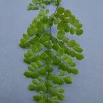 Adiantum raddianum Leaf