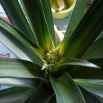 Ananas comosus 花