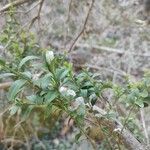 Buxus sempervirens Frunză