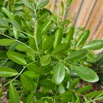 Dermatophyllum secundiflorum Leaf