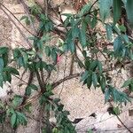 Fuchsia regia Leaf