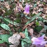 Erythronium dens-canisBlomma