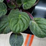 Streptocarpus ionanthus Leaf