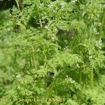 Anthriscus caucalis Flors