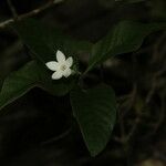 Psychotria nekouana Flor