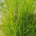 Carex elata Fuelha