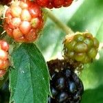 Rubus ulmifolius Fruit