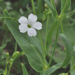 Vaccaria hispanica 花