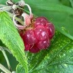 Rubus idaeus फल