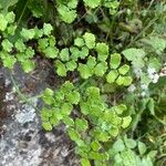 Adiantum poiretii Лист