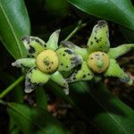 Guatteria dolichopoda Fruit