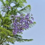 Jacaranda mimosifoliaFlors