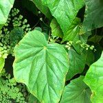 Begonia formosana Leaf