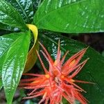 Gurania makoyana Floare